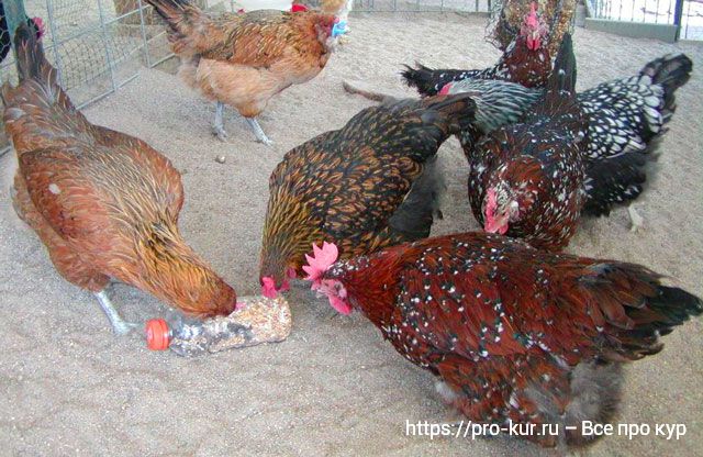Куры едят свои яйца – 5 причин и как отучить