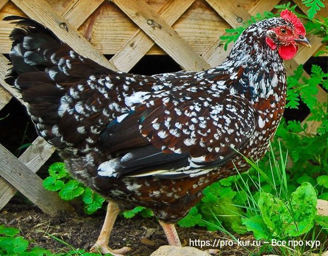 Лучшие породы кур для яиц и мяса: суссекс пятнистый. 