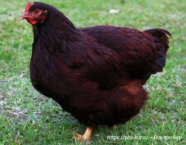 Лучшие породы кур для яиц и мяса: род айленд. 