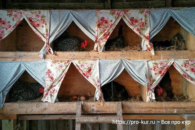 7 причин повесить занавески на гнезда для кур. 