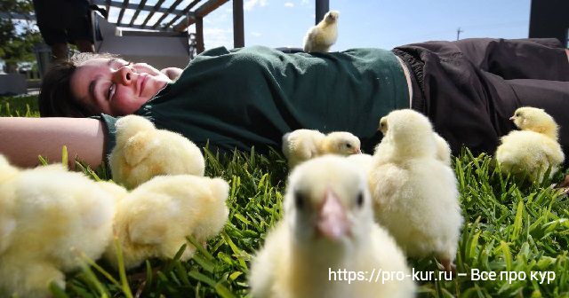 Как выбирать цыплят суточных на рынке несушек и бройлеров. 
