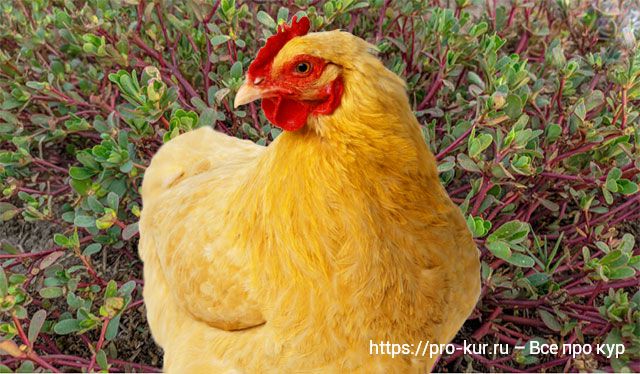 Портулак огородный курам и цыплятам как давать? 