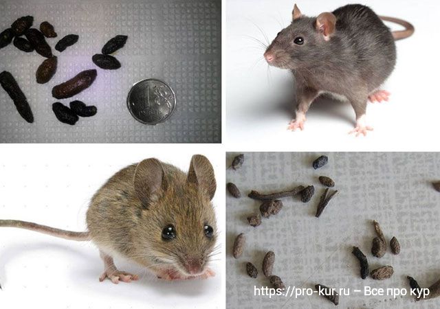 Помет от крыс и мышей в курятнике – как отличить и что делать? 
