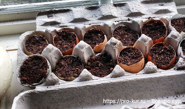 Как выращивать рассаду в яичной скорлупе пошагово. 
