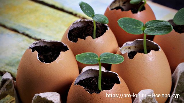 Как выращивать рассаду в яичной скорлупе пошагово. 