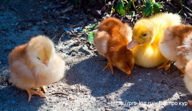 Содержание бройлерных цыплят с утятами вместе в первые дни жизни. 