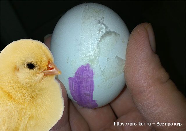 Если треснуло инкубационное яйцо – как спасти цыпленка? 