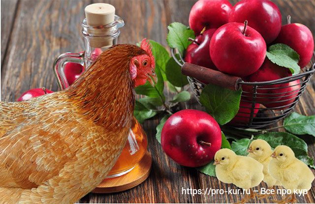 Яблочный уксус курам и цыплятам сколько давать и как часто? 