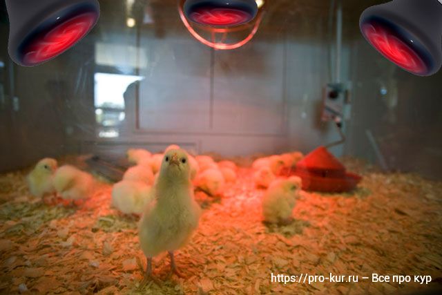 Цыплята под лампой – как долго нужен обогрев и сколько градусов. 
