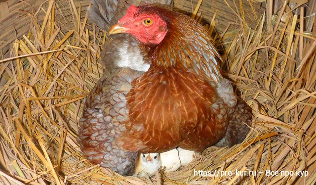 Как инкубировать куриные яйца, чтобы вывелось много цыплят. 