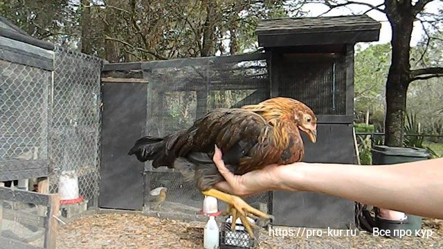 Цыплята в полтора-два месяца уход и кормление. 