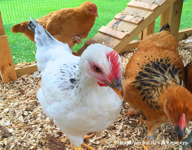 Цыплята в 3-4 месяца – 10 правил успешного выращивания. 