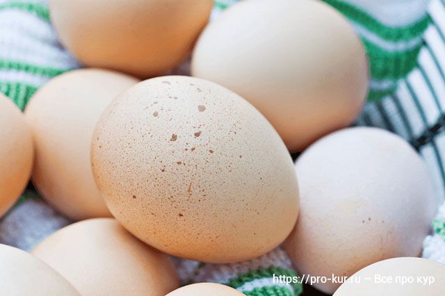 Как мыть куриные яйца правильно и надо ли это делать? 