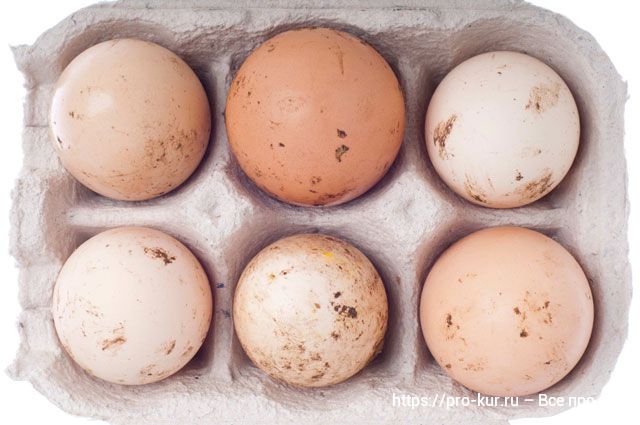 Как мыть куриные яйца правильно и надо ли это делать? 
