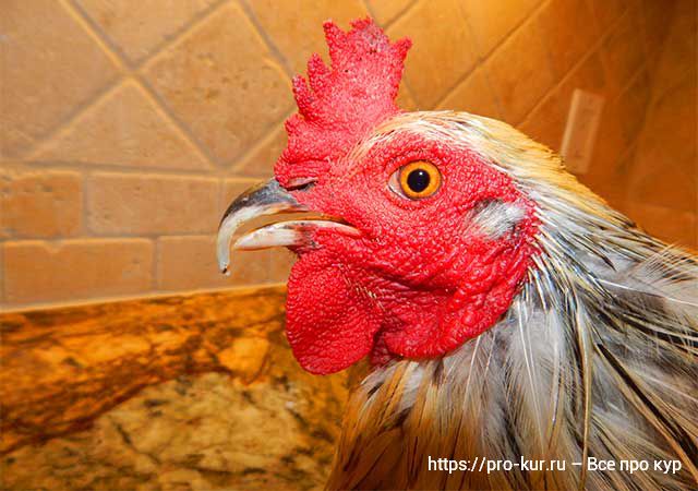 Как подрезать клюв курице в домашних условиях и чем лучше стричь. 