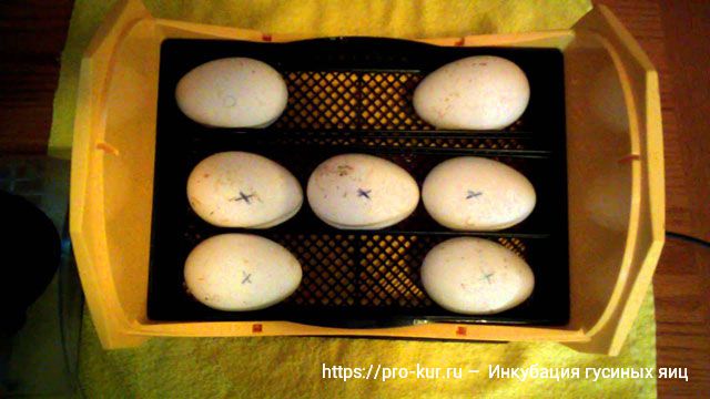 Инкубация гусиных яиц в домашних условиях. 