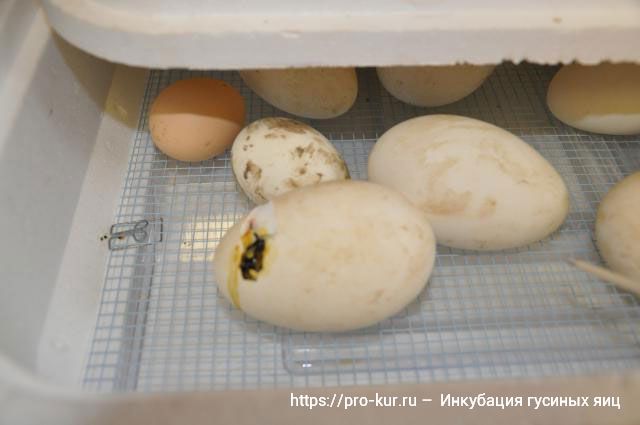 Как правильно закладывать гусиные яйца в инкубатор и когда появятся гусята. 