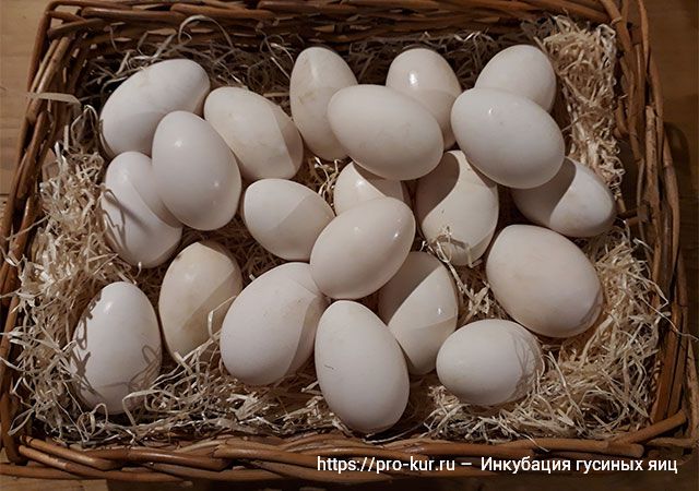 Инкубация гусиных яиц в домашних условиях. Инкубаторы для гусей и инкубация гусиных яиц. 