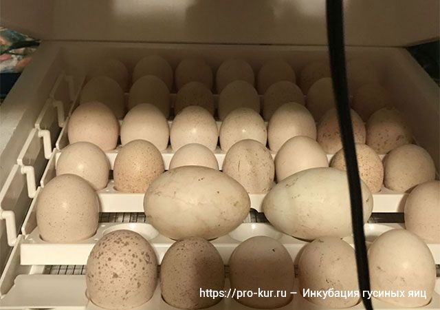 Как правильно закладывать гусиные яйца в инкубатор и когда появятся гусята. Инкубаторы для гусей и инкубация гусиных яиц. 