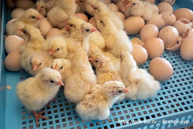 Почему из магазинных яиц не выводятся цыплята? 