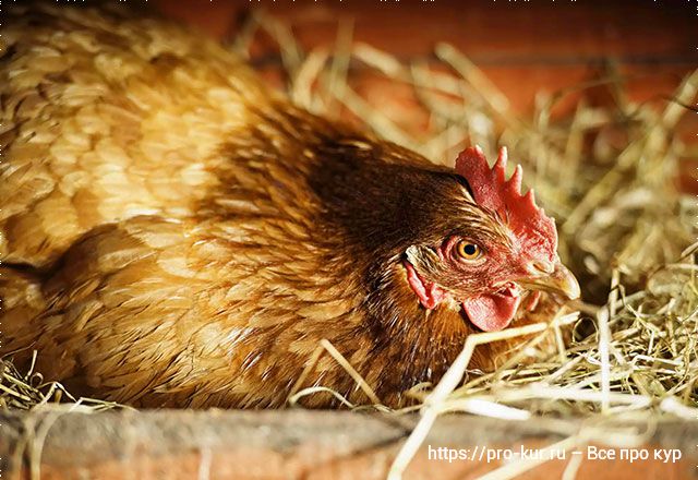 Курица высиживает цыплят 3 недели, сколько дней проходит до появления цыплят из яйца? 