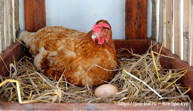 Курица высиживает цыплят 3 недели, сколько дней проходит до появления цыплят из яйца? 