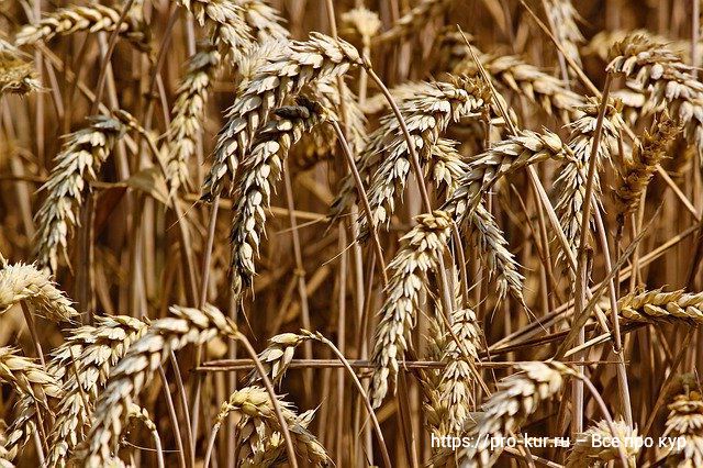 Полезные свойства пророщенной пшеницы. 