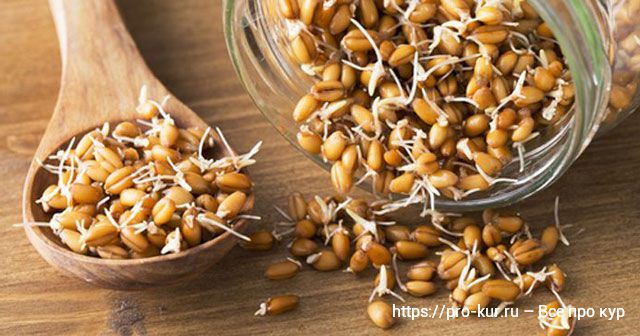 Полезные свойства пророщенной пшеницы и как ее принимать. 