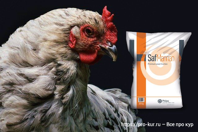 СафМаннан – пребиотик на основе дрожжей для кормления птиц. 