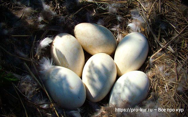 Факты о гусиных яйцах. 