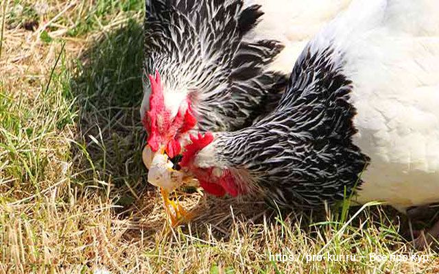 Как отучить кур клевать свои яйца и съедать их – 10 способов. 