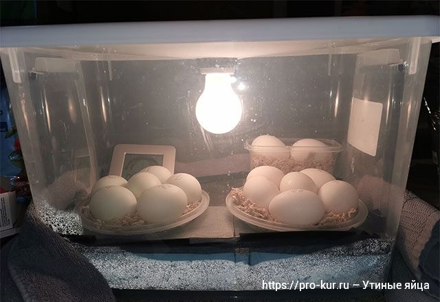 Как высидеть утиное яйцо самому без инкубатора. 