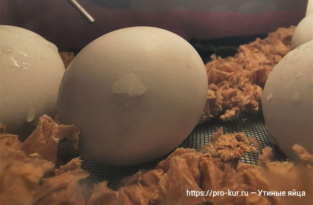 Как высидеть утиное яйцо без инкубатора и в инкубаторе в домашних условиях. 