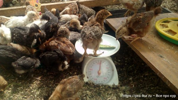 Как взвешивать цыплят в домашних условиях – простой способ. 