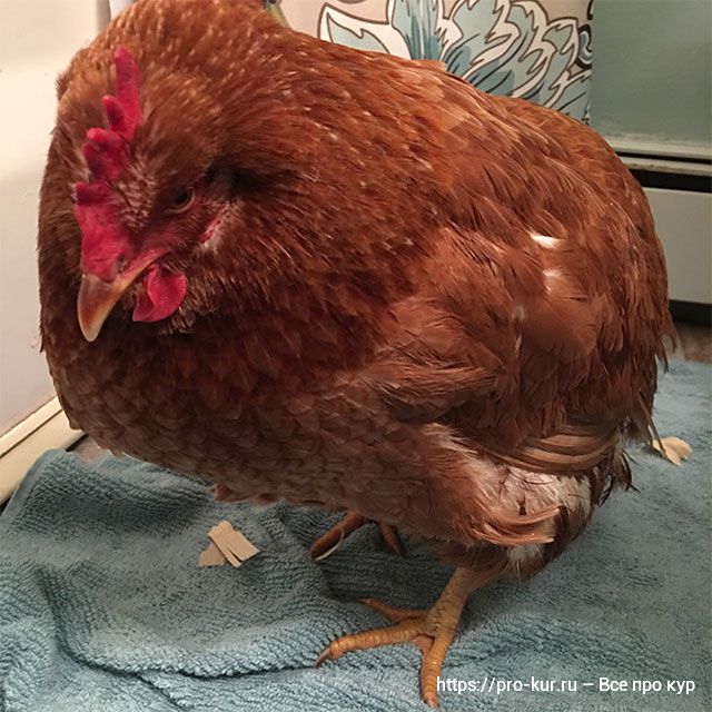 Курица заболела – что делать и чем лечить, 10 советов помочь. 