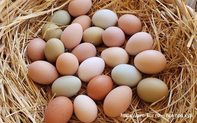 Можно ли заставить кур начать нестись каждый день по яйцу? 