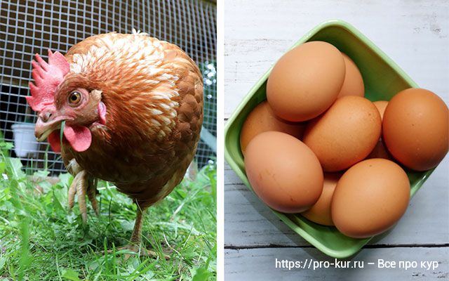 Можно ли заставить кур начать нестись каждый день по яйцу? 