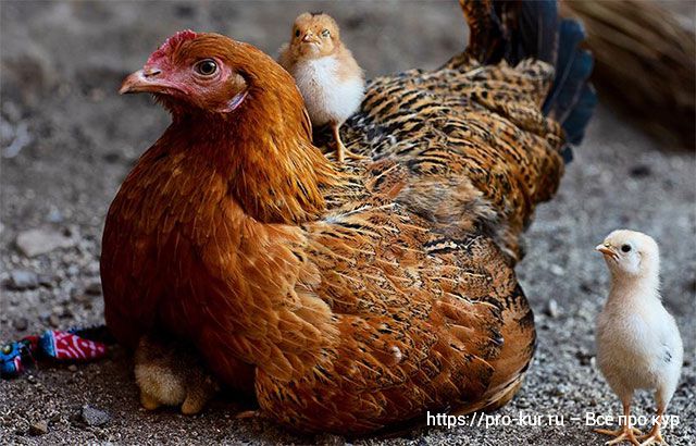 Признаки хорошей наседки и что приготовить для насиживания цыплят. 