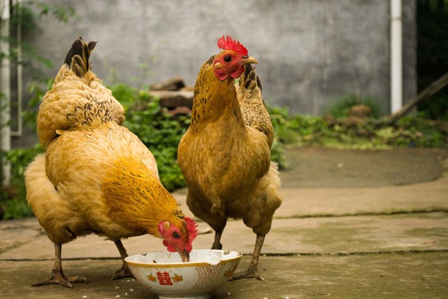 Руководство по кормлению цыплят и кур для сбалансированной диеты в любом возрасте. 