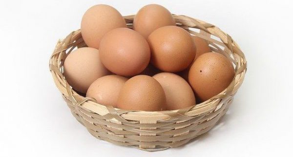 Все про кур несушек