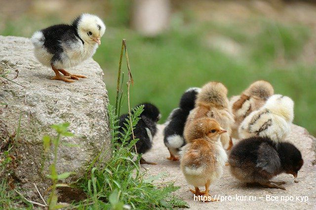 Зелень и трава цыплятам – какую можно давать и как скармливать. 