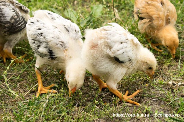 Зелень и трава цыплятам – какую можно давать и как скармливать. 