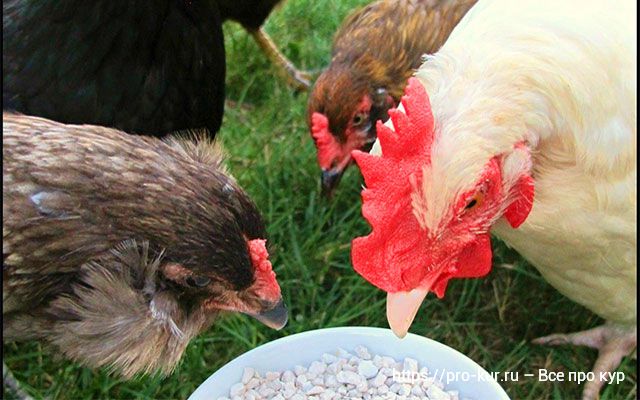 Ракушка для кур несушек, цыплят и бройлеров, польза и как давать. 