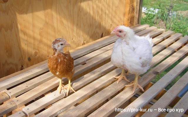 Цыпленок несушки и цыпленок бройлер одного возраста. 