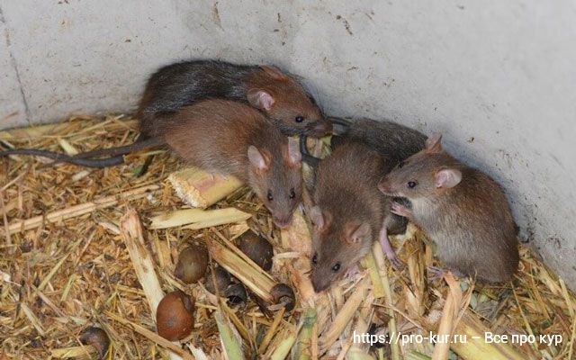 Крысы в птичнике и во дворе: способы избавиться и препараты. 