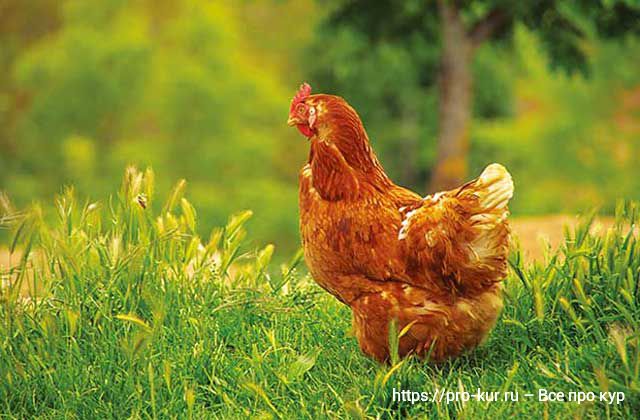 Курица хромает и садится на ноги – 7 причин и как лечить. 