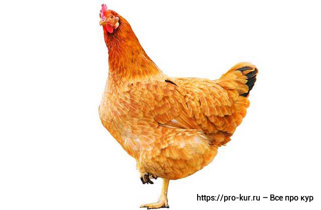 Курица хромает и садится на ноги – 7 причин и как лечить. 