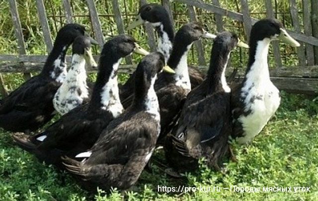 Черные белогрудые утки украинские фото. 