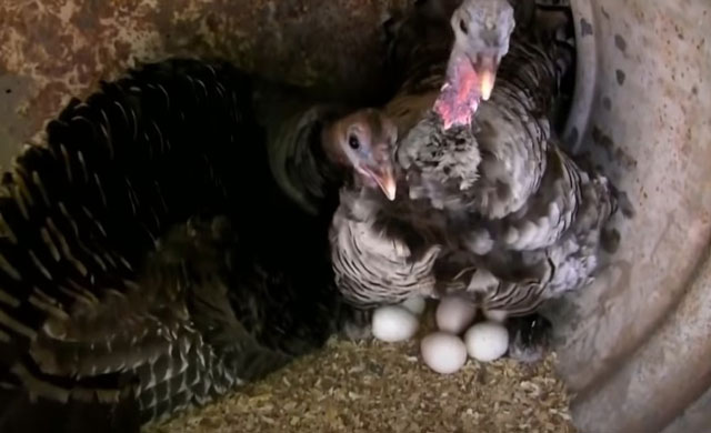 Естественная инкубация индюшиных яиц в домашних условиях. 