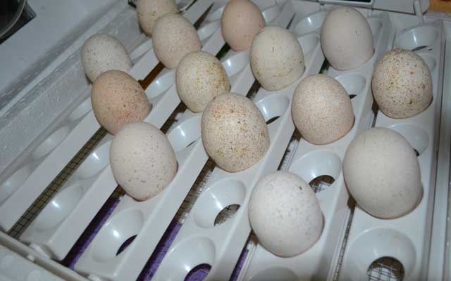Искусственная инкубация яиц индеек в домашних условиях. 